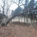 Участок лесных культур кедра корейского в городе Владивосток