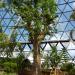 Seoul Metropolitan Plant Culture Center Baobab Tree in Seoul city