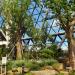 Seoul Metropolitan Plant Culture Center Baobab Tree in Seoul city