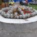 Клумба в городе Правдинский