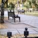 Birch Square in Poltava city