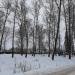 Березовая полянка на ул. Живова в городе Таруса