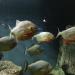 Океанариум «Discovery ocean» в городе Казань