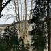 Дерево в городе Сочи