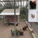Chicken coops in Tampere city