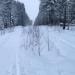 Лесная прогулочная дорога в городе Петрозаводск