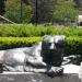 Macchi Bears in Berkeley, California city