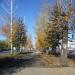 Аллея на просп. Ленина в городе Барнаул