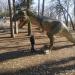 Динозавр в місті Івано-Франківськ