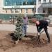 Planted Engelmann spuce trees