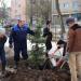 Planted Engelmann spuce trees