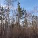 Сосново-берёзовый лес в городе Магнитогорск