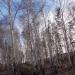 Сосново-берёзовый лес в городе Магнитогорск