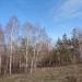 Сосново-берёзовый лес в городе Магнитогорск