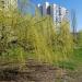 Сквер в городе Москва