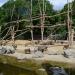 Mantled baboons in Augsburg city
