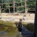 Mantled baboons in Augsburg city