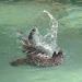 Fur seals in Augsburg city