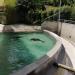 Fur seals in Augsburg city