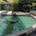 Fur seals in Augsburg city