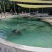 Fur seals in Augsburg city