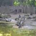 Magellanic penguins (ro) in Augsburg city