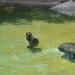 Seals in Augsburg city