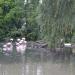 Flamingos in Augsburg city