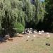 Flamingos in Augsburg city