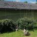 Ring-tailed lemurs and lemurs in Augsburg city