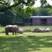 Rhinos in Augsburg city