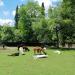 Alpacas and rheas