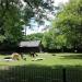 Alpacas and rheas