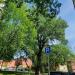 Старый тополь в городе Москва