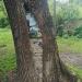 Дерево с рисунком на стволе в городе Москва