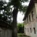 Дерево в городе Сочи