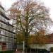 Opgaande beuk bij woning Eeman in Aalst city