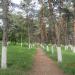 Сосновая роща в городе Кропоткин