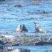 Cape Arago State Park