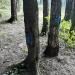 Дерево с рисунками на стволе «Маленький принц» в городе Москва