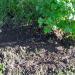 Vegetable gardens in Zhytomyr city