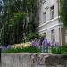 Birch in Zhytomyr city