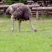 Nami Island Wild Ostrich Enclosure