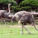 Nami Island Wild Ostrich Enclosure