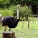 Nami Island Wild Ostrich Enclosure