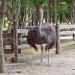 Nami Island Wild Ostrich Enclosure