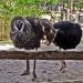 Nami Island Wild Ostrich Enclosure