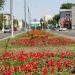 Озеленённая разделительная полоса в городе Барнаул