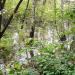 Swamp in Zhytomyr city