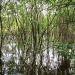 Swamp in Zhytomyr city